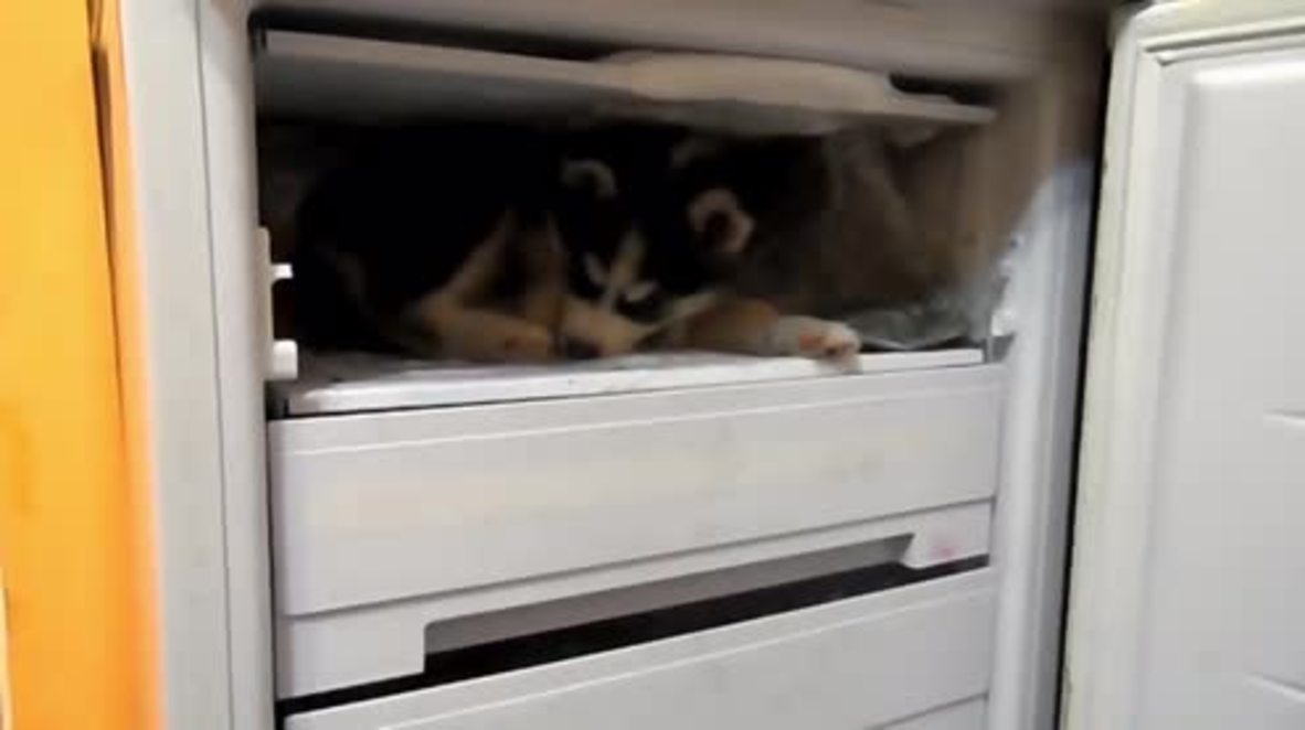 Freezer or backyard? Husky PUPPY claims the coolest hangout spot in the house