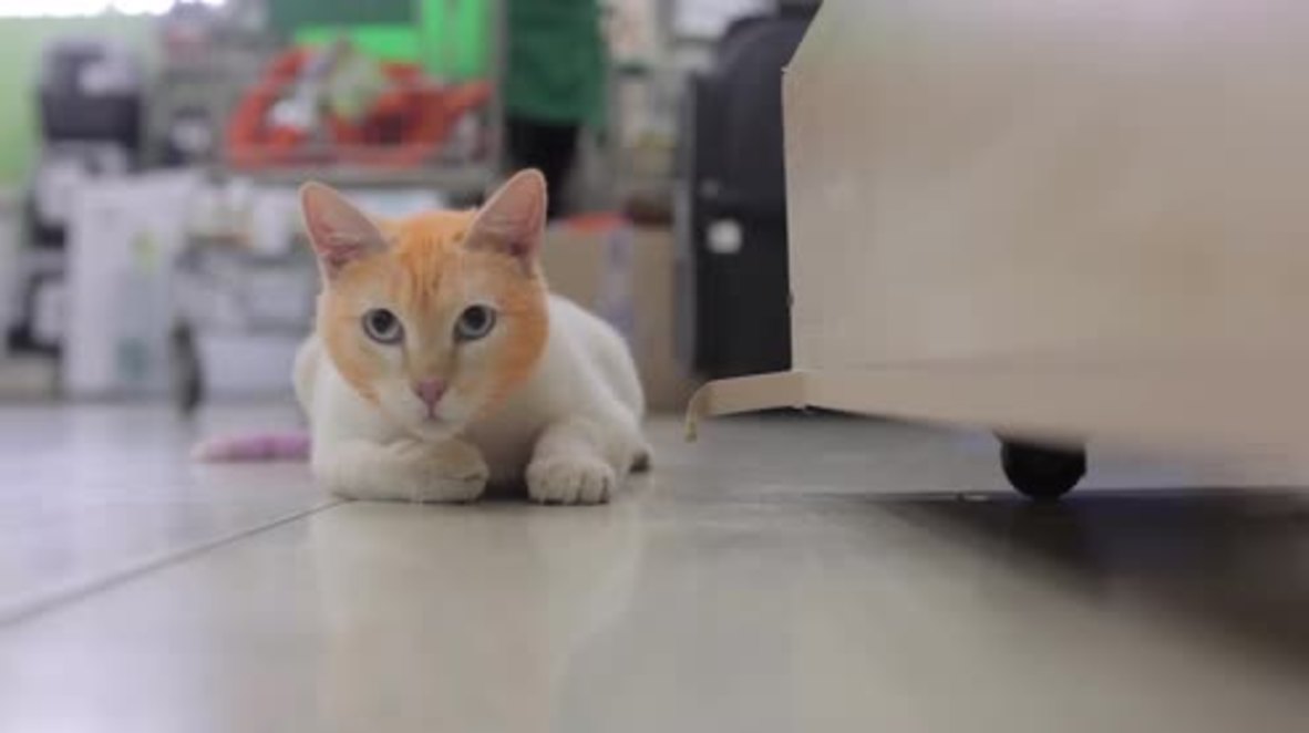 Russia: Lonely cat gets garish makeover to attract friends in Tyumen
