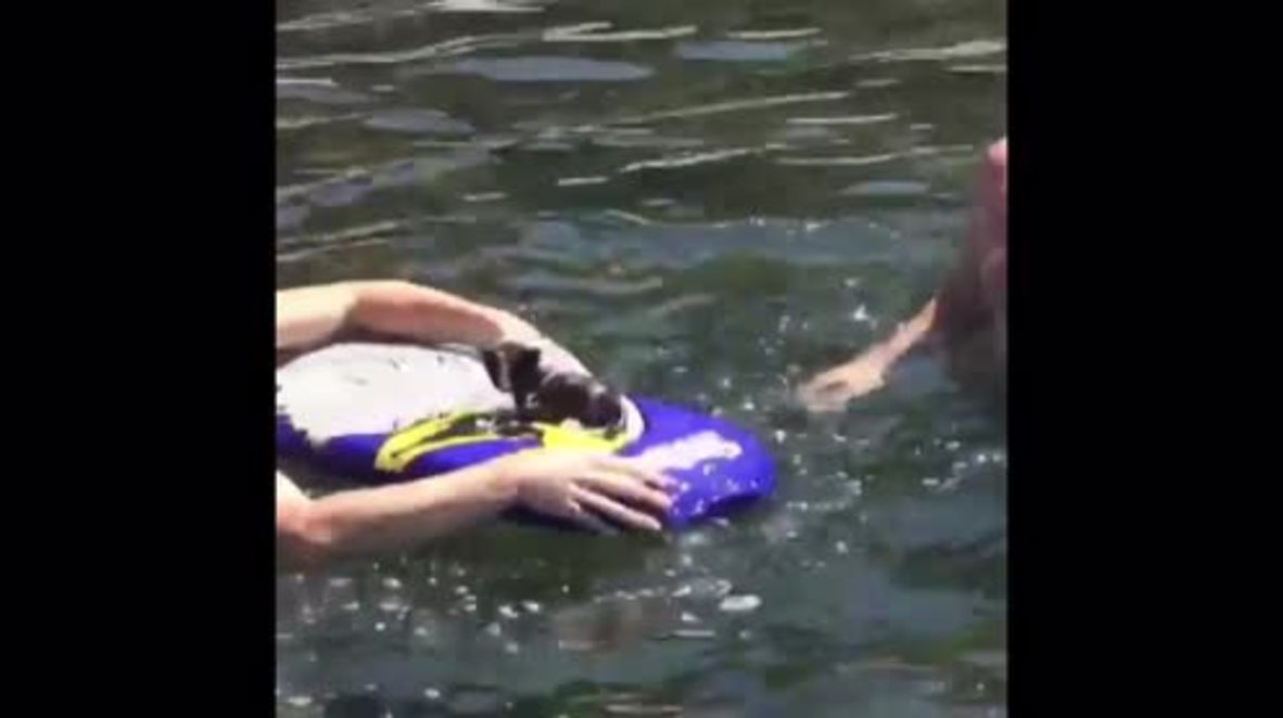 Kitten rescued at sea in Krasnodarsky Kray