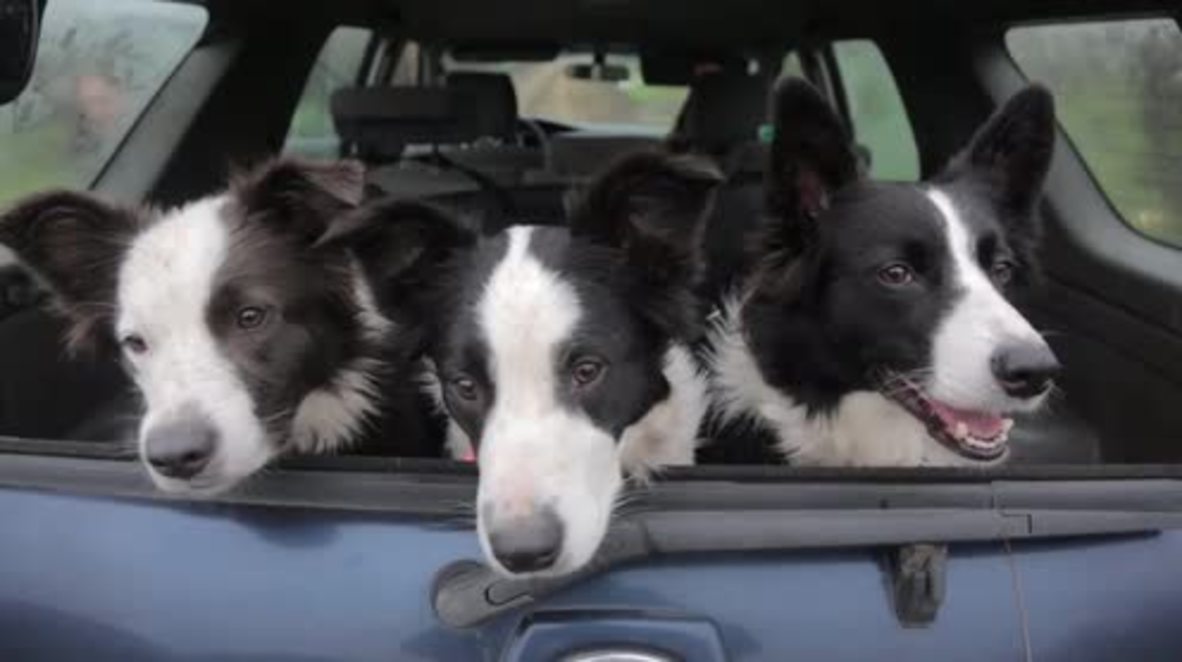 Chile: Border Collies help reforestation efforts in wildfire-struck El Maule