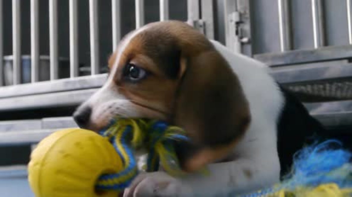 China: Scientists hope to bring DOG CLONING to a pet shop near you soon