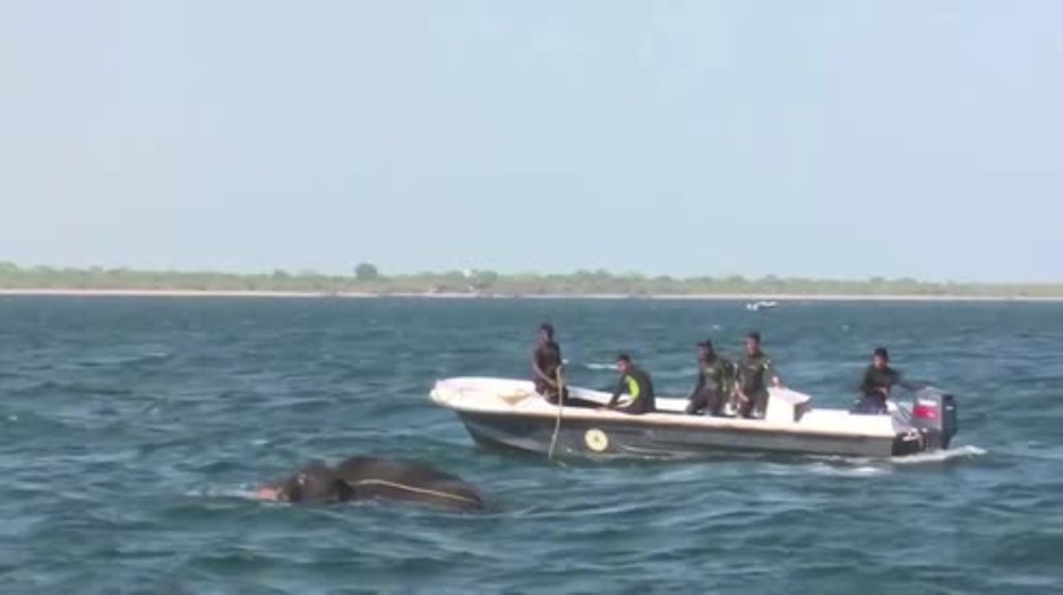 Sri Lanka: All hands on deck as Navy save elephants from drowning