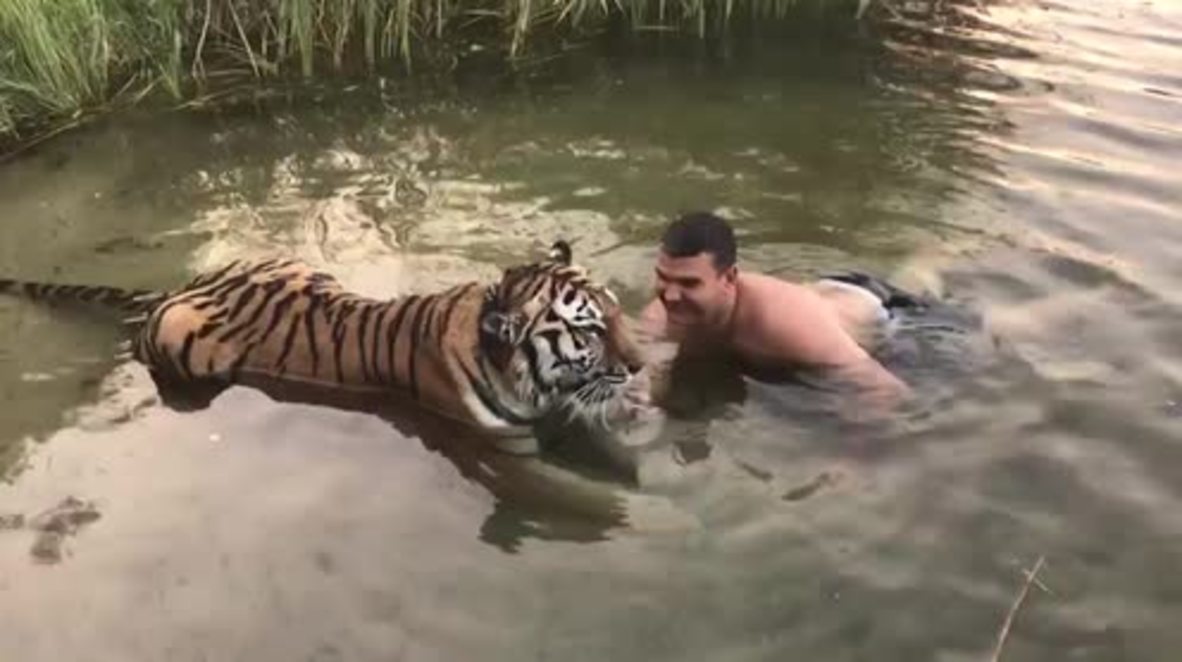 Feline flirtation! Man goes in for sunset kiss with full-grown tiger