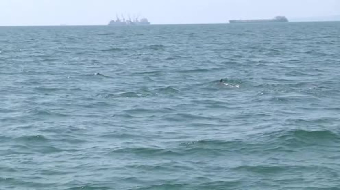 Russia: Search teams embark on mission to find sunken WW2 warships in Black Sea