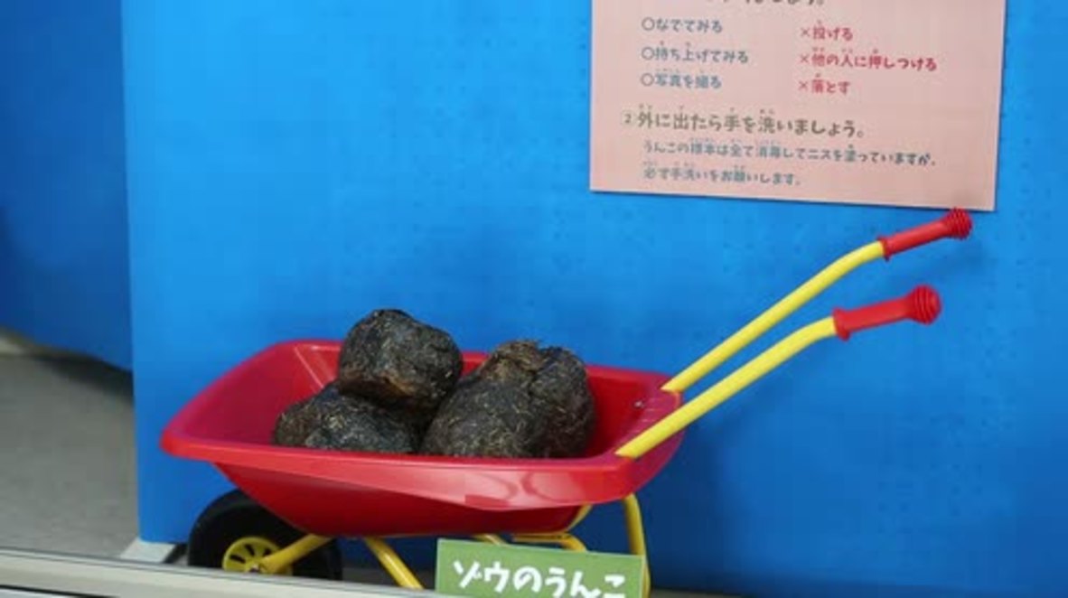 POOPS - I did it again! Tokuyama Zoo showcases animals’ excrement for public