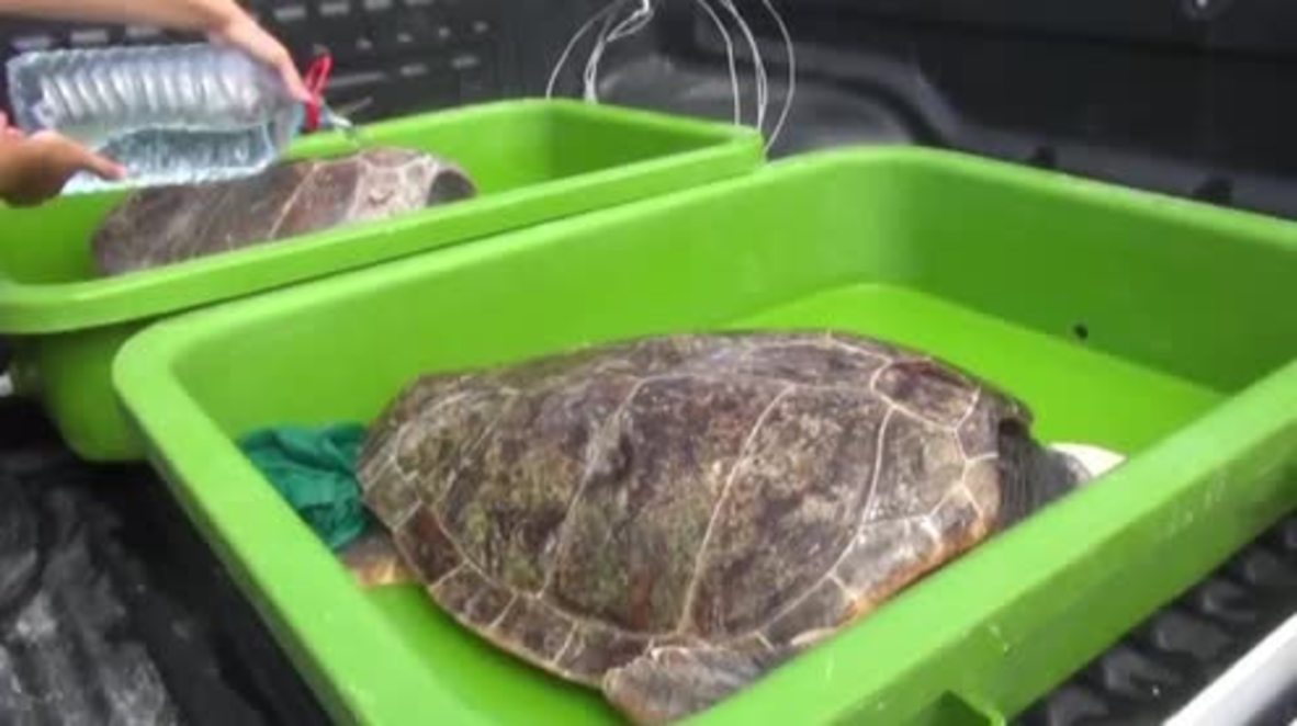 Free Willy move over! See Green Turtles set free into the Med