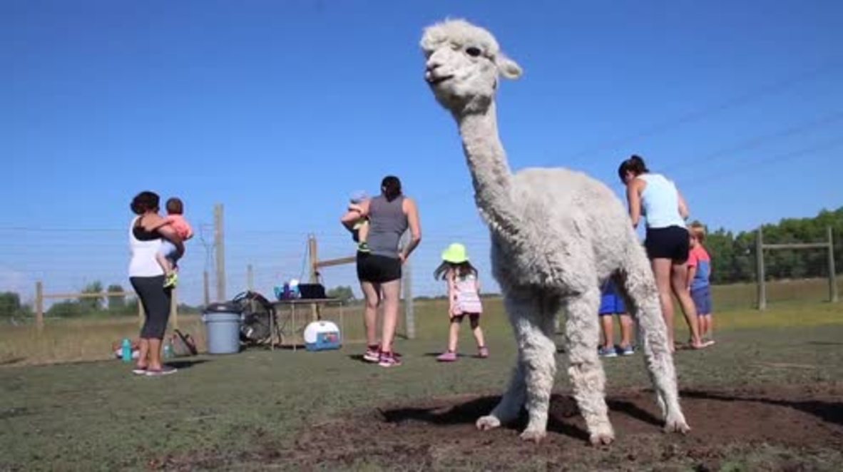 When Pilates isn't enough... Farm in Canada offers dance classes with ALPACAS