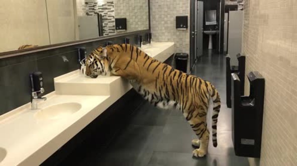 Tigress disregards species and gender norms after appearing in men's bathroom