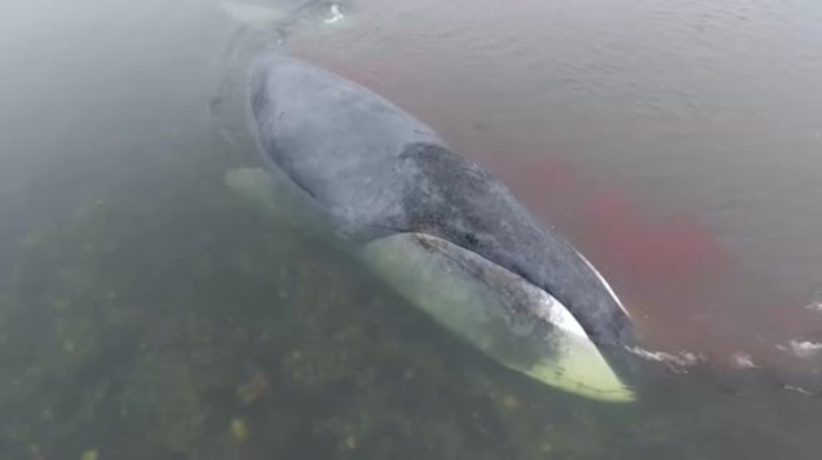Russia: Blood flows from stranded baby whale as it struggles for freedom *EXCLUSIVE*