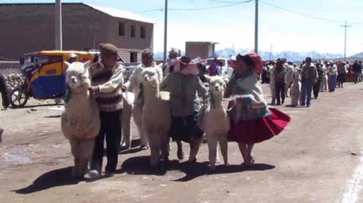 The Alpaca-lypse is coming! Alpaca parade gallops into the Guinness World Records