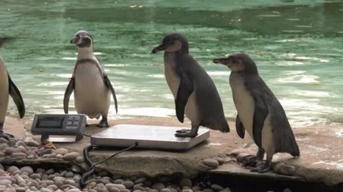 UK: London Zoo animals hit the scale at annual weigh-in