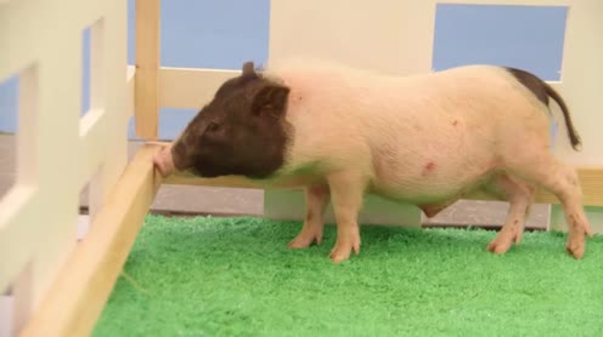 Micro pigs, cats and dogs wow visitors to Shanghai's 20th Pet Fair
