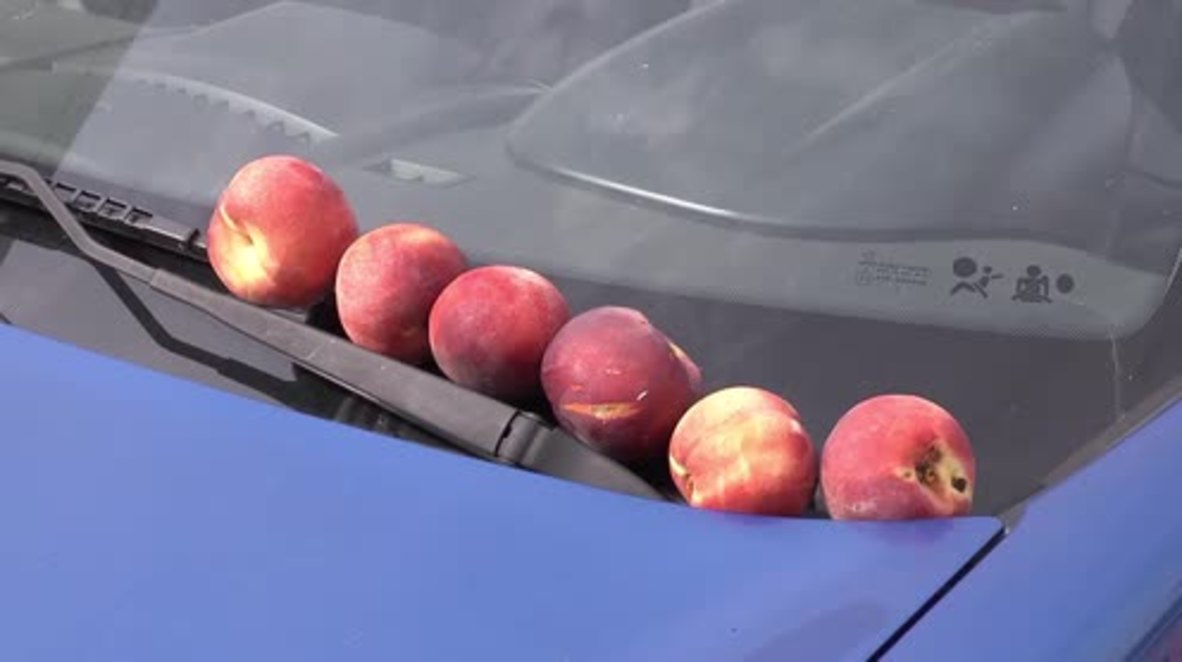 Spain: Peach of a protest! Farmers' sanctions demo jams up A2 highway