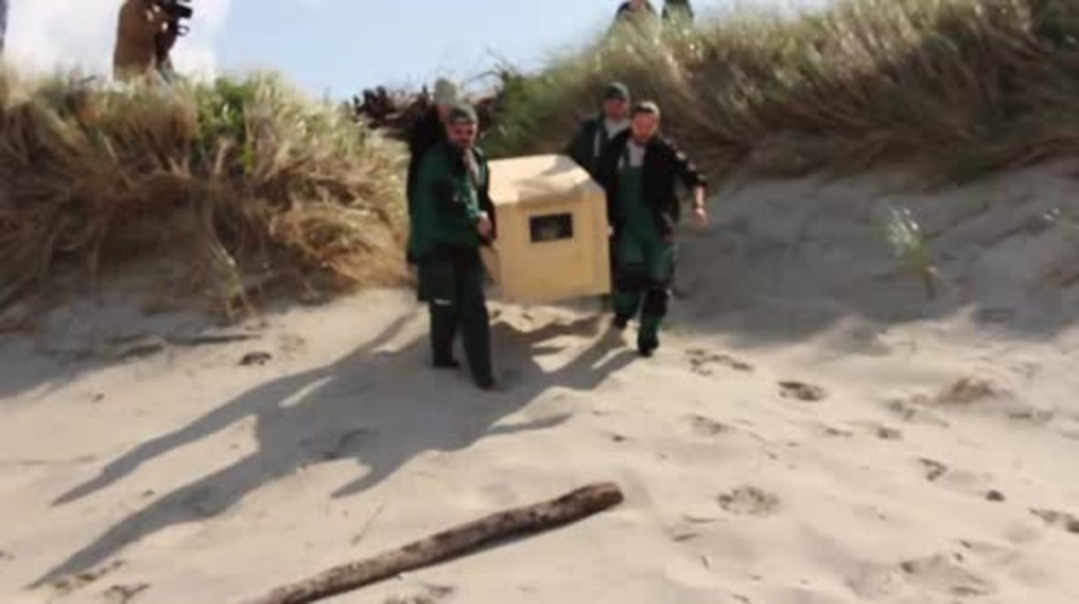 Seal away, seal away, seal away! Seal PUPS released into the wild Baltic Sea