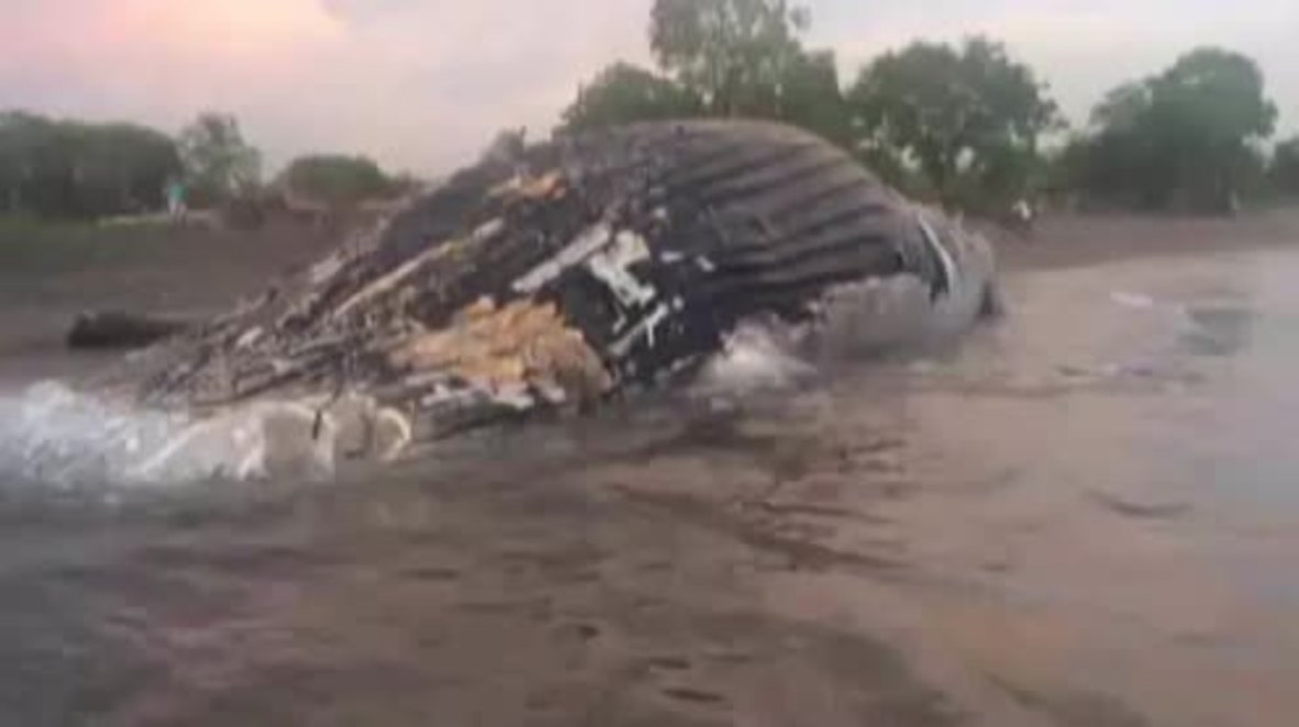 Nicaragua: Huge beached whale washes up near Chinandega