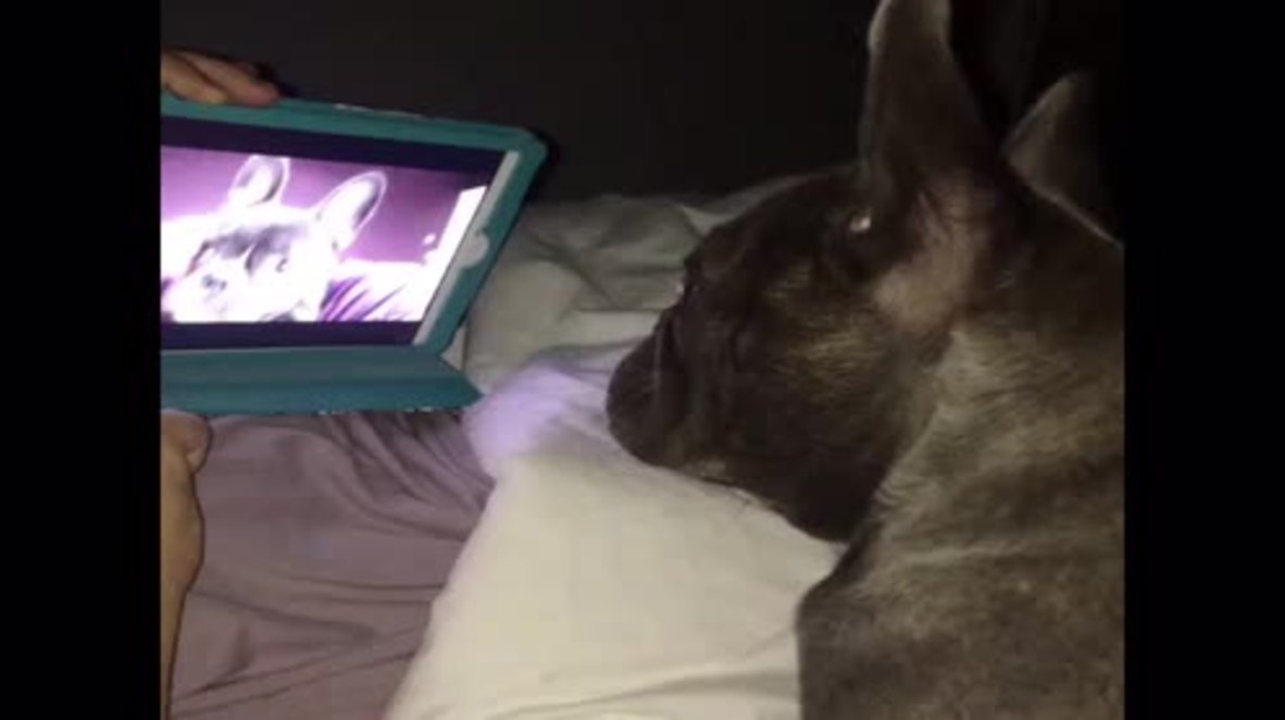 BARKING NEWS! Dog Beau chats with BFF via video call