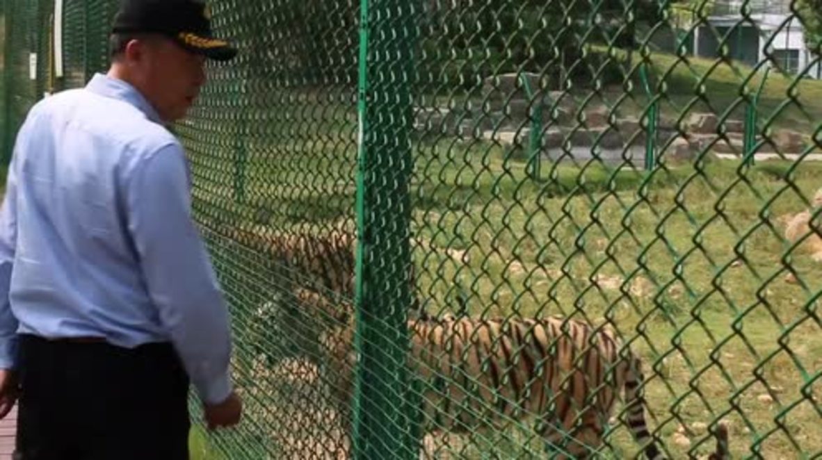 Shere Khan't believe it! Man called Zhu keeps 62 TIGERS