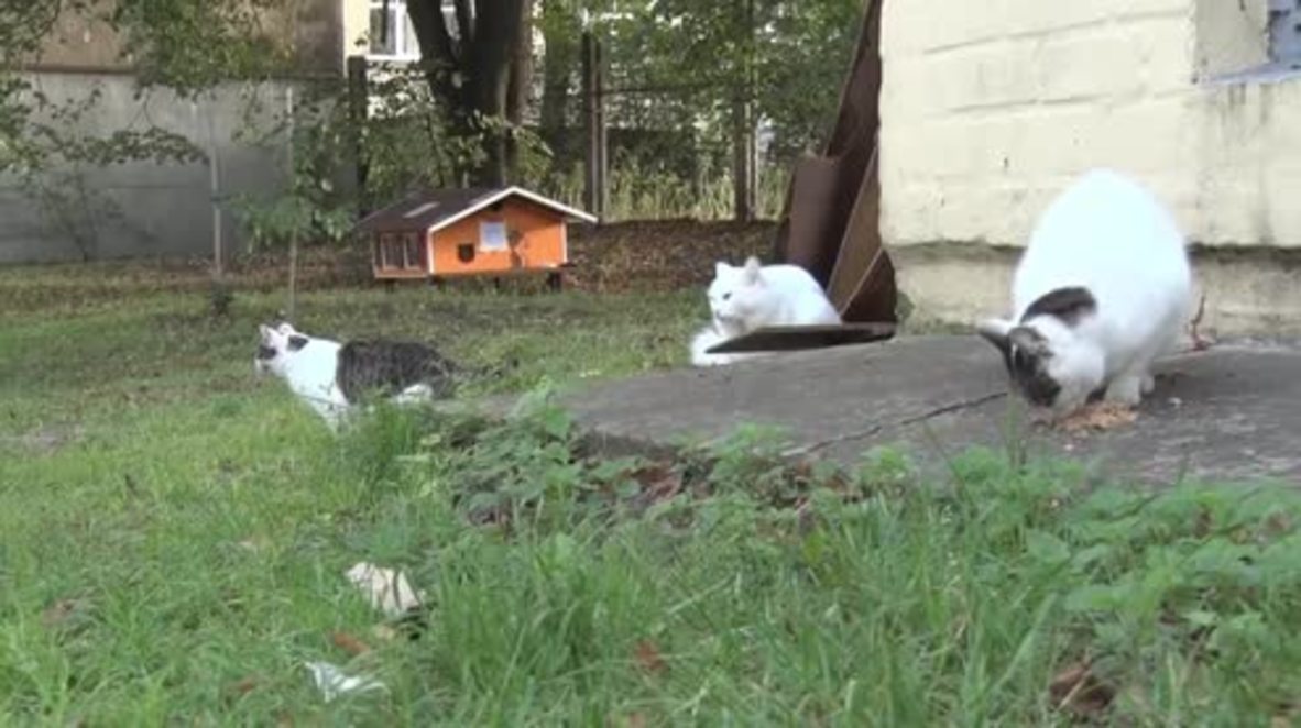 Feline good - Riga resident builds homes for orphaned cats ensuring his eternity in heaven
