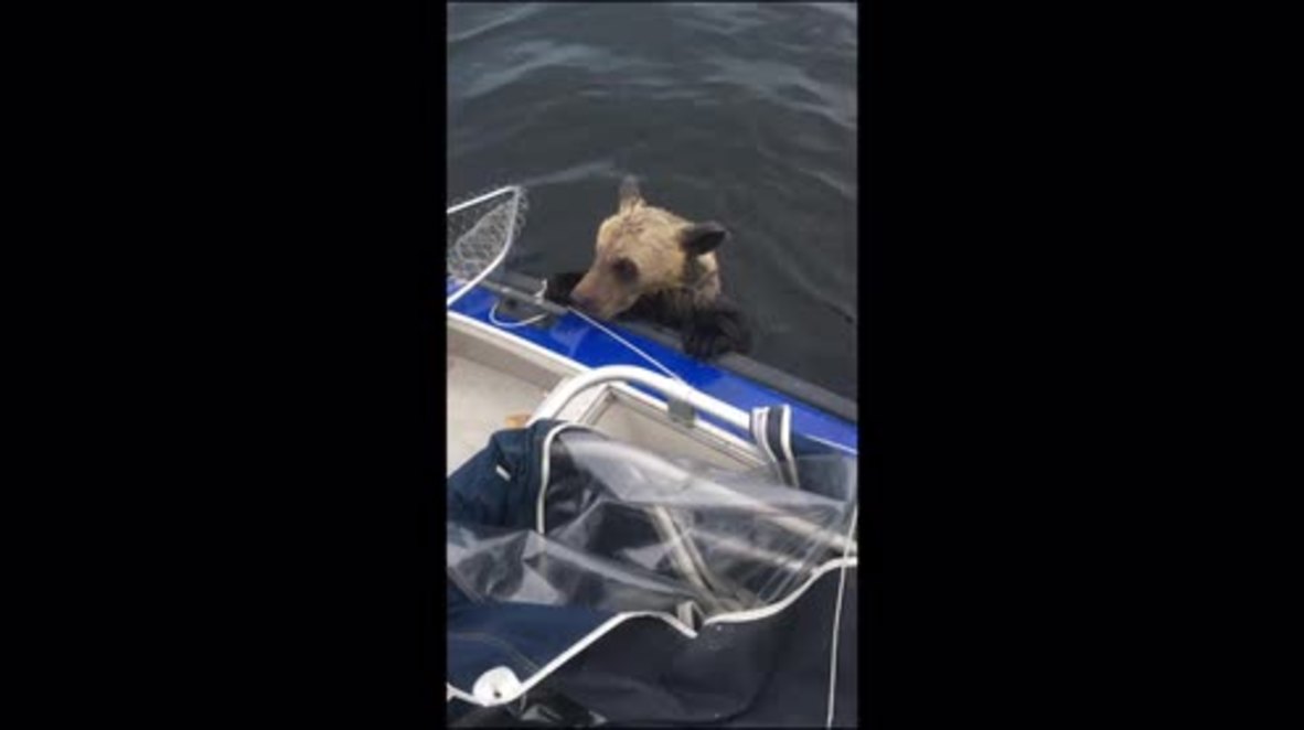 Fishermen rescue two drowning bear cubs from jaws of death in Russia