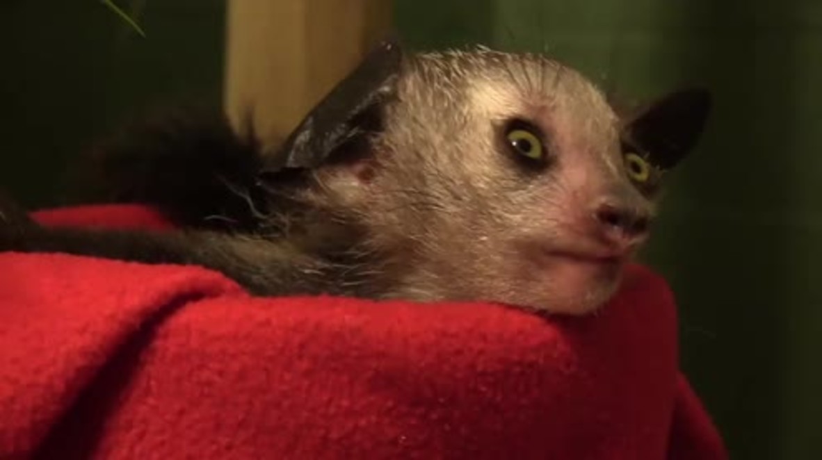 Aye aye! Rare baby LEMUR born in North Carolina