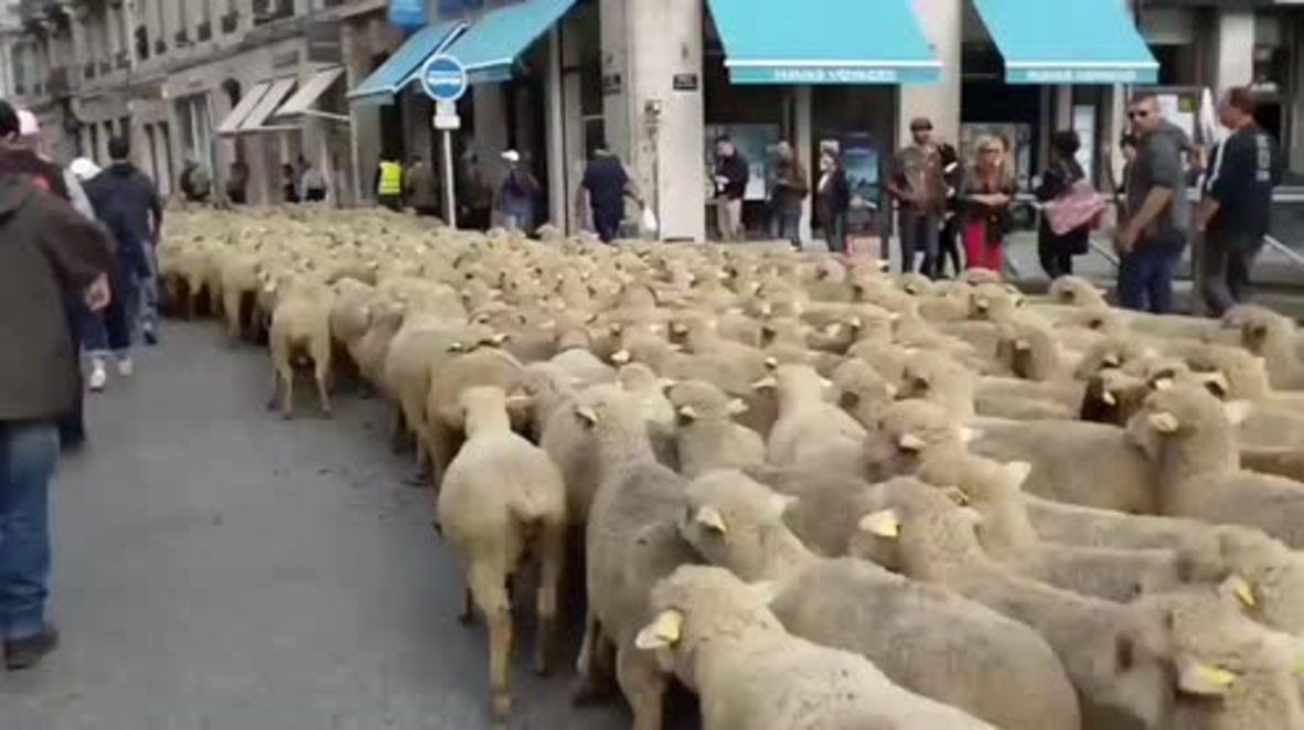 France: 1,200 SHEEP march through Lyon in protest against wolf attacks