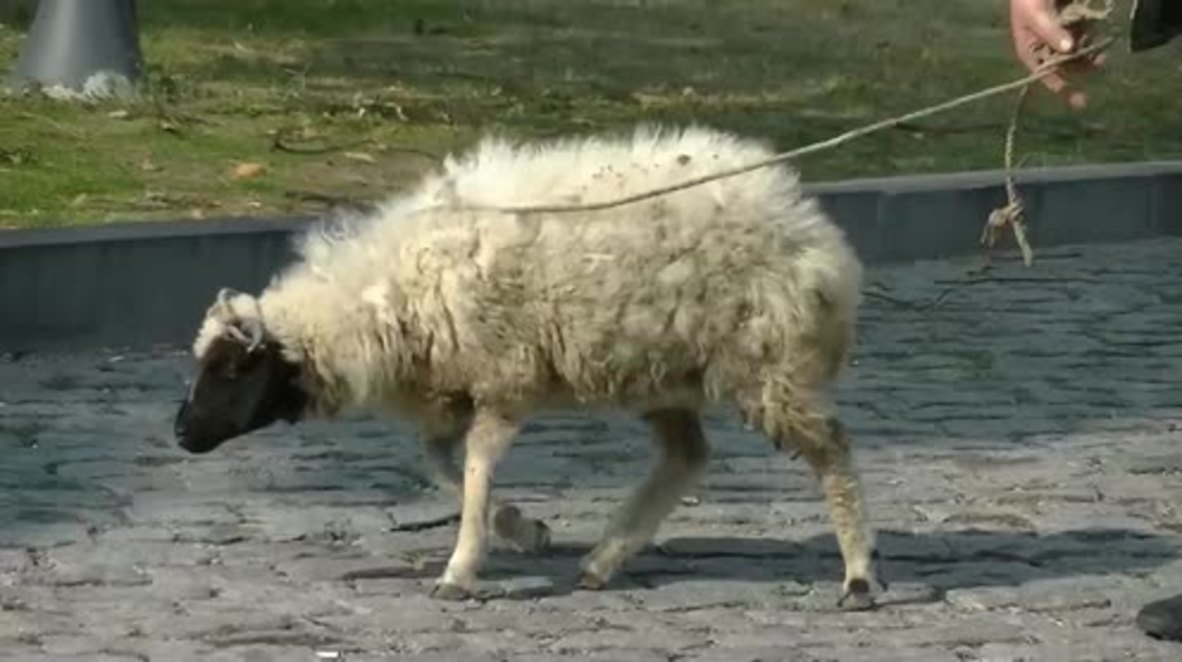 Georgia: Mutton mutiny! - Activists put forward sheep as mayoral candidate