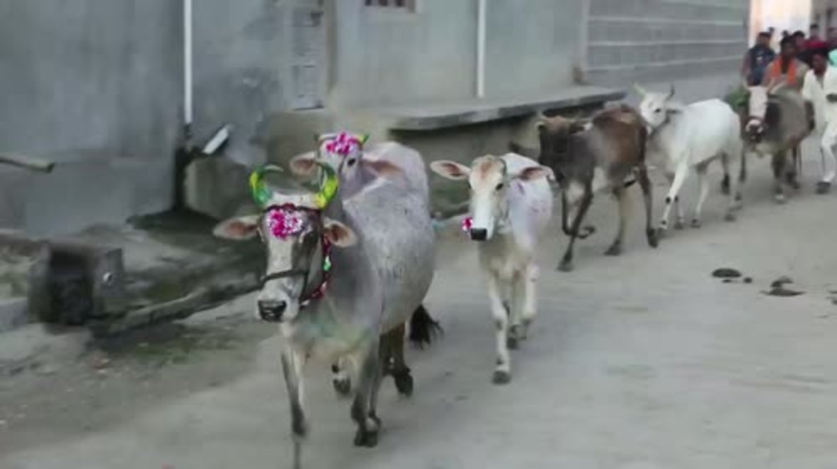 India: Moo-ve out the way! Villagers trampled by cows in udderly bizarre ritual