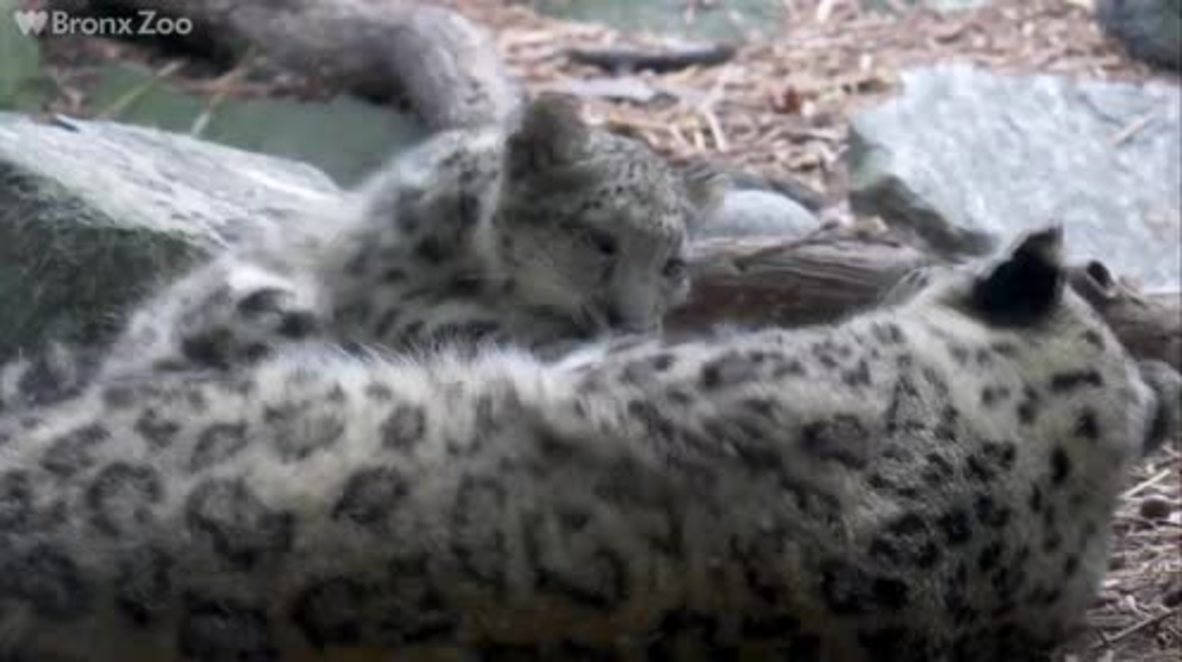 SPOTTED: Super-cute snow leopard cub cuddles with mum at Bronx Zoo