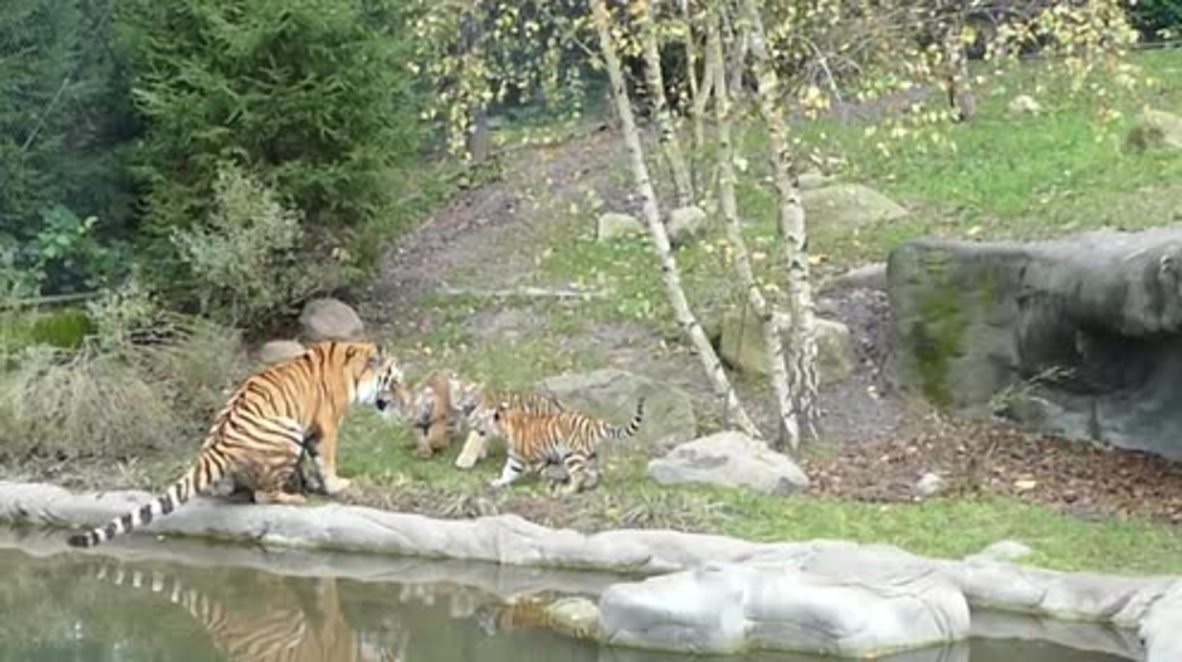 WATCH: Tiger-dad Yasha meets cubs for first time and it’s BEAUTIFUL