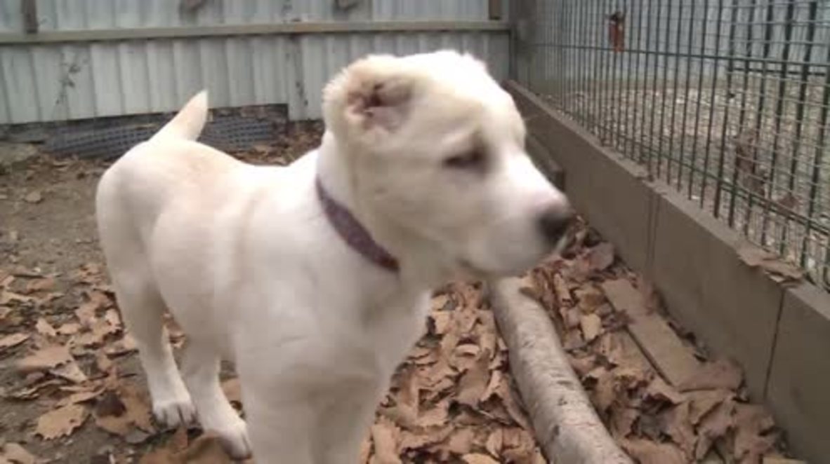 Besties lion cub and puppy playing together is the CUTEST thing