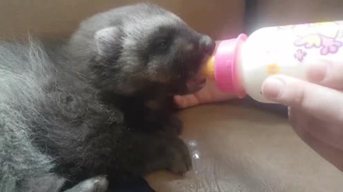 Not so 'lone wolf'! Cute orphaned wolverine finds new home at Russian zoo