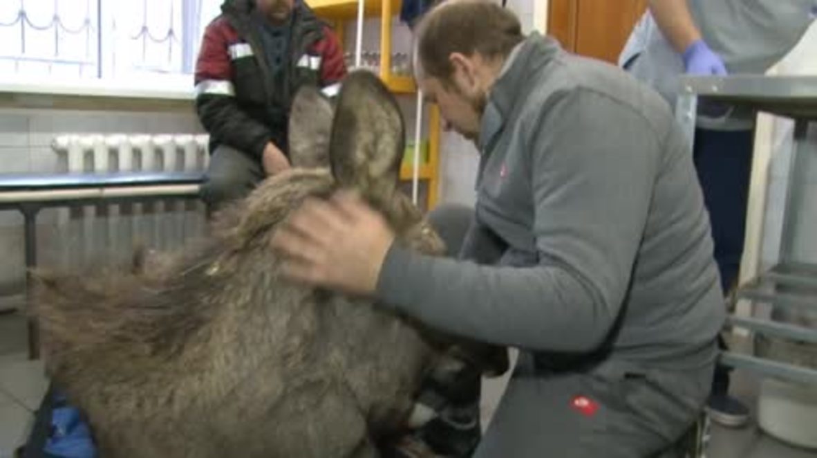 Russia: Wounded elk now seeks new shelter after rescue