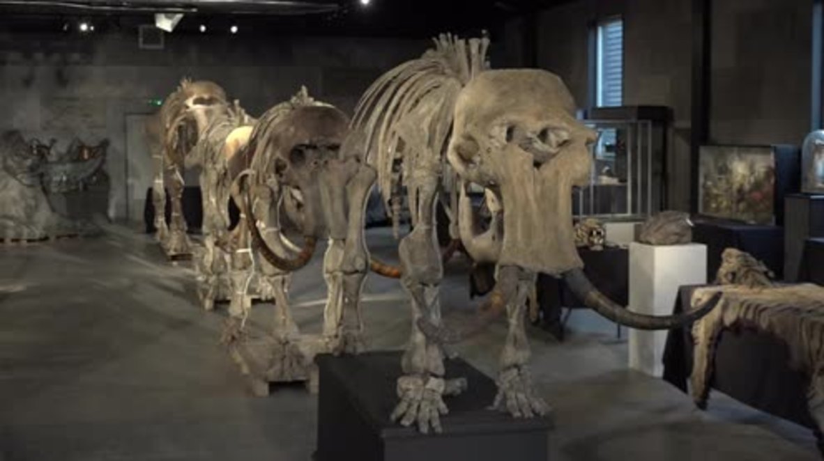 This family of MAMMOTHS could fetch up to £400,000 at auction