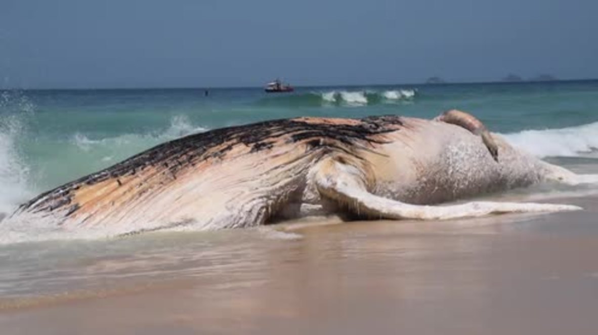 Brazil: 30-tonne whale found dead on Rio's Ipanema Beach