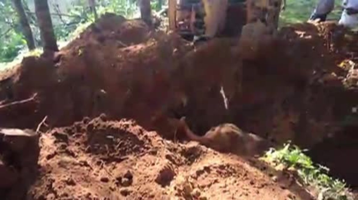India: Elephant pulled from mud in MAMMOTH rescue operation