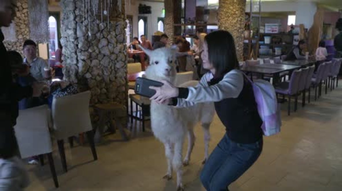 Going out? Alpaca-lunch! Chinese alpaca cafe proves hit with tourists