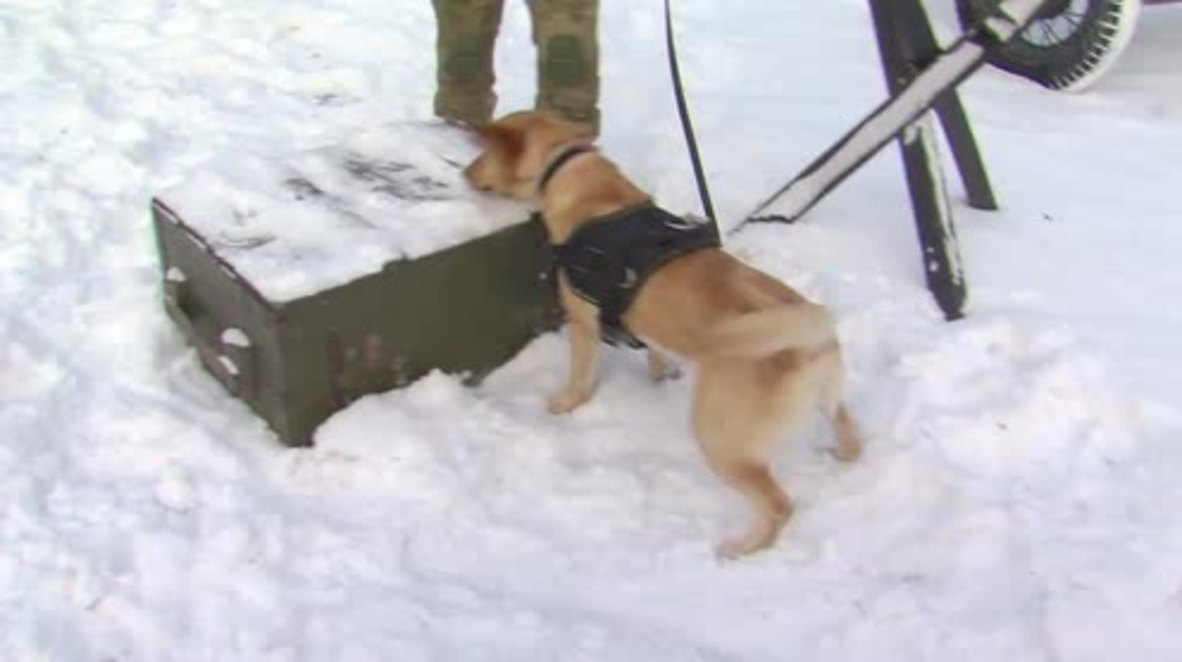 Rusia: Este es Russel, el labrador siberiano que trabajará como zapador en Siria