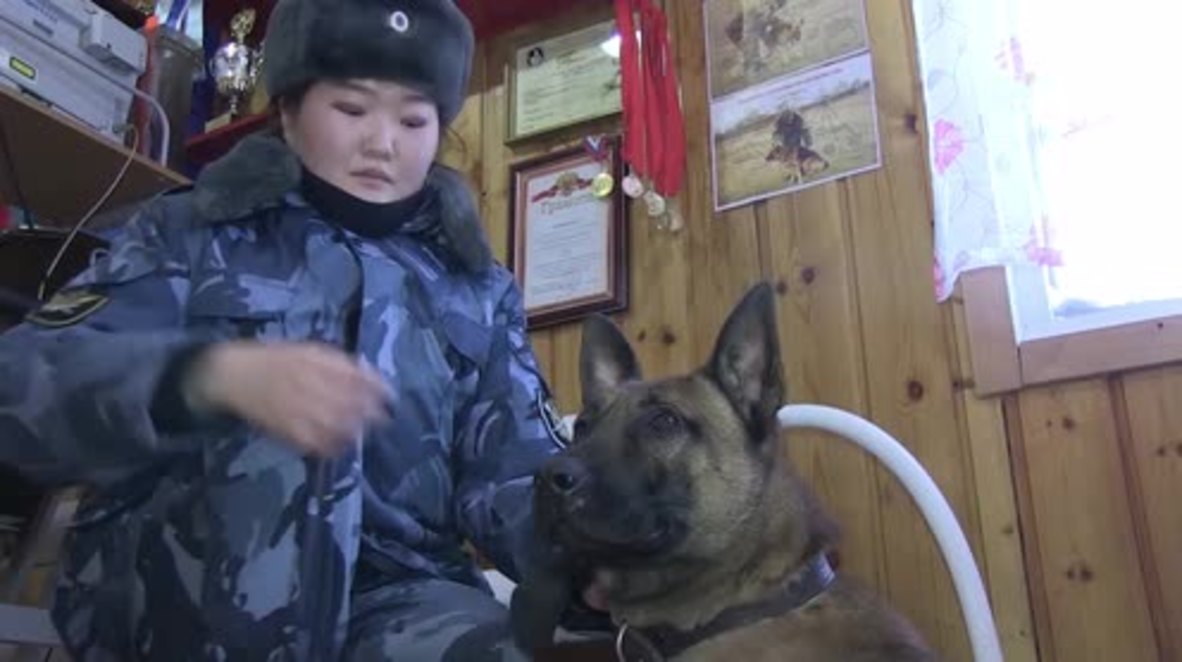 CLONED dogs get SOCKS as they prepare to guard prisoners in Siberia