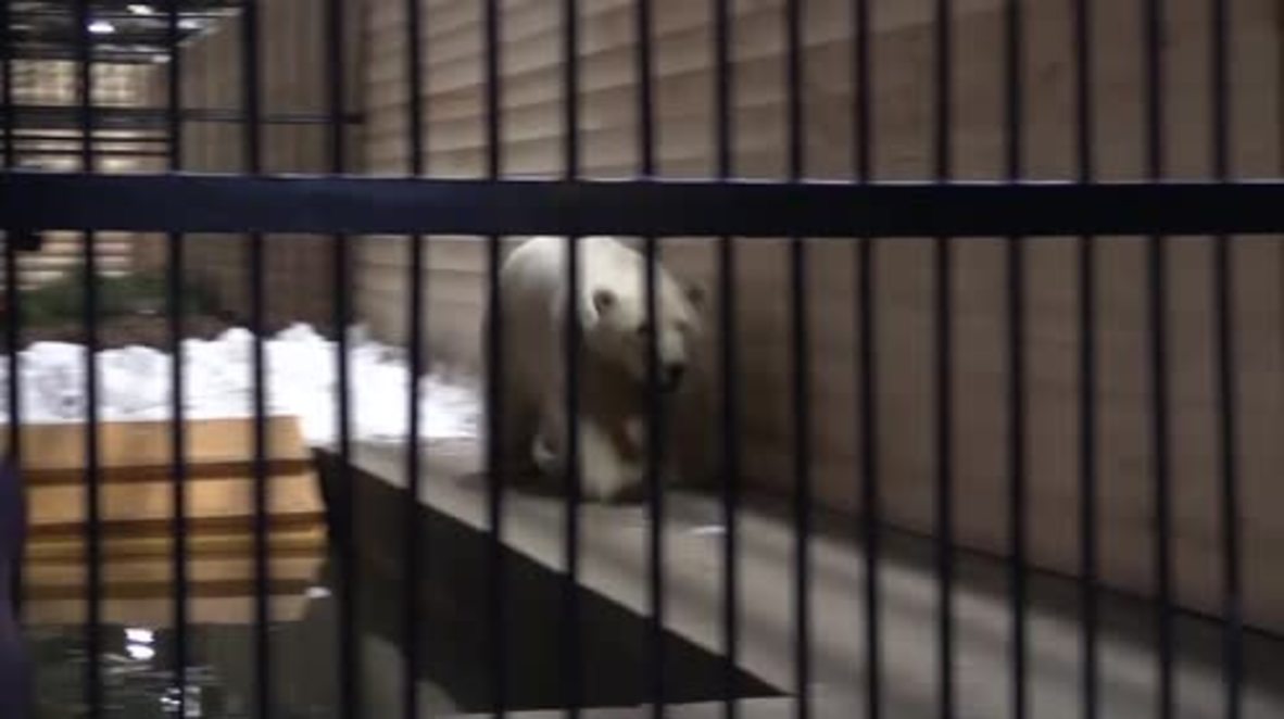 Rusia: Adorable oso polar se divierte en un nuevo hogar junto a su abuela
