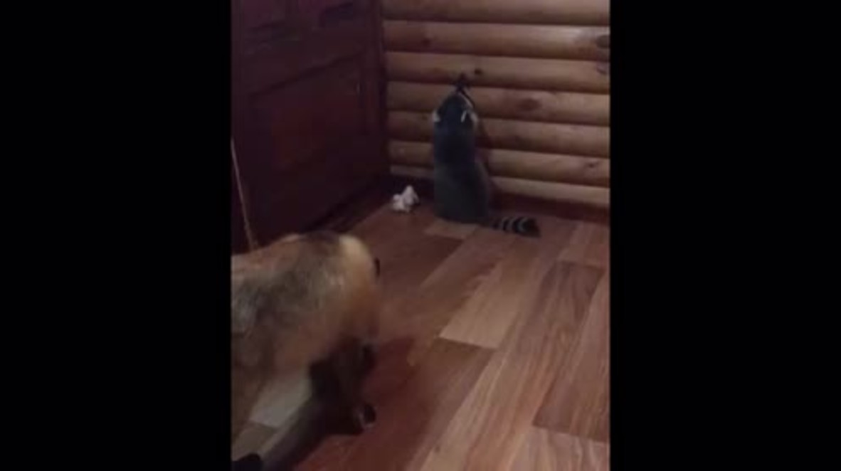 For fox sake! Raccoon and fox strike up unusual friendship in Pskov