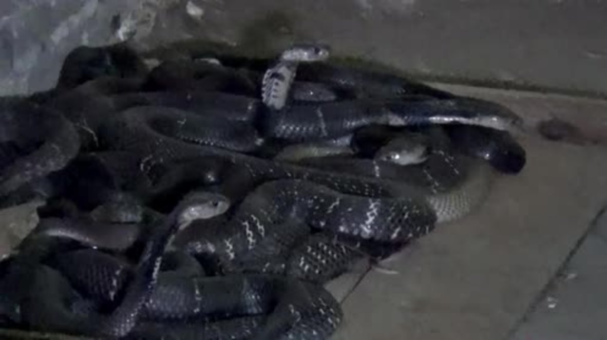 Meet the Cobra Queen's HISSmates! Woman shares home with hundreds of SNAKES