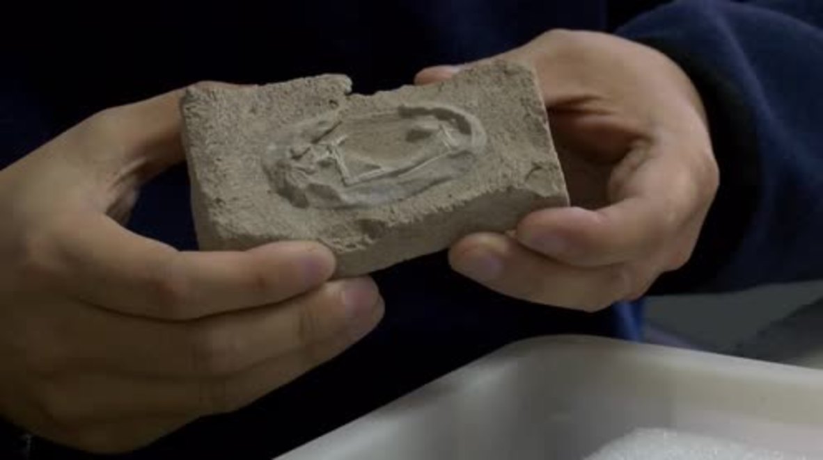 China: 'One of our most important discoveries' - hundreds of dinosaur fossils unearthed