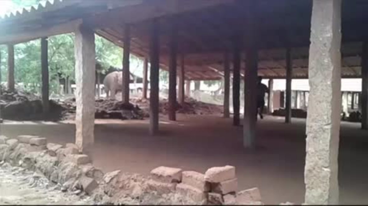 India: Wild elephant goes WILD in brick factory