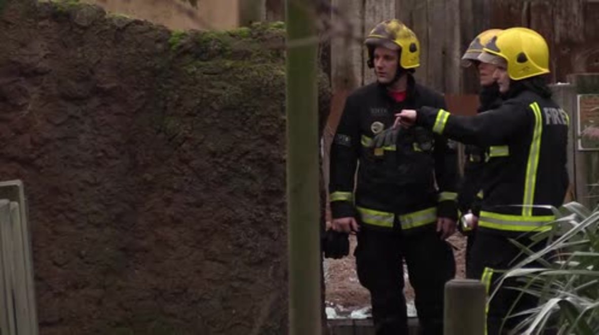 UK: Aardvark dead, four meerkats missing following London Zoo blaze