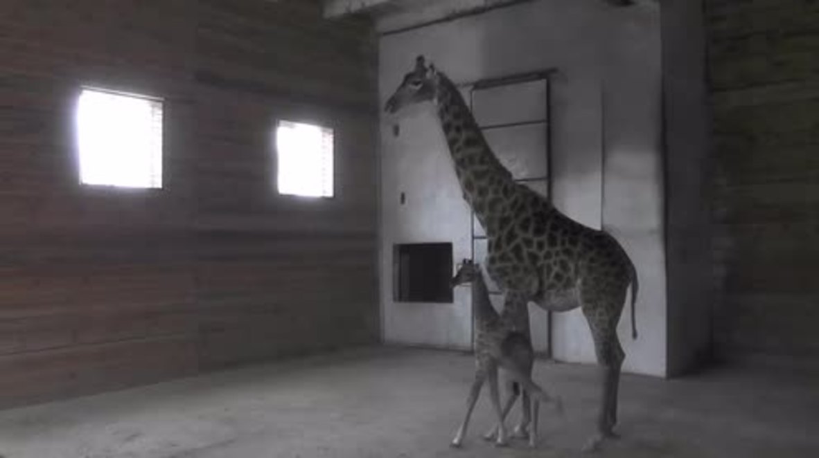 Baby giraffe the best Christmas present Sevastopol safari park could ask for!