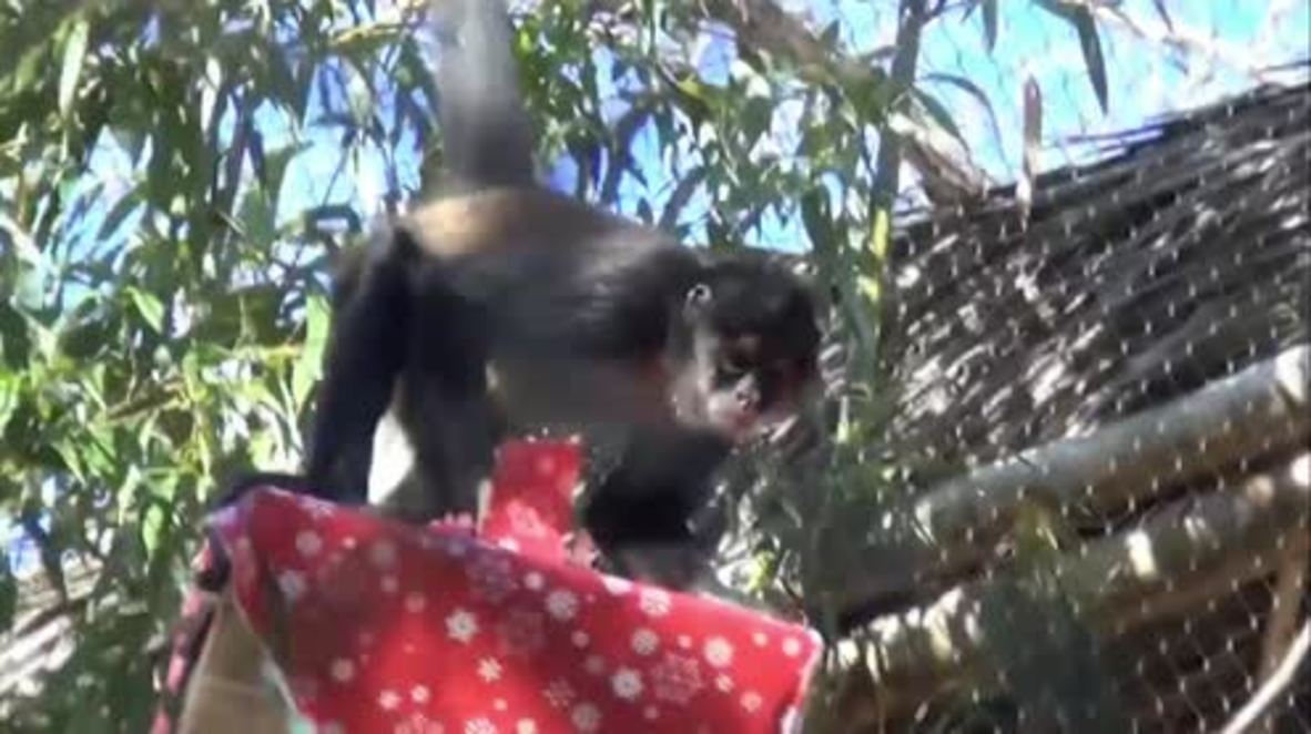 Monkeying around the Christmas tree! Nashville Zoo apes get festive