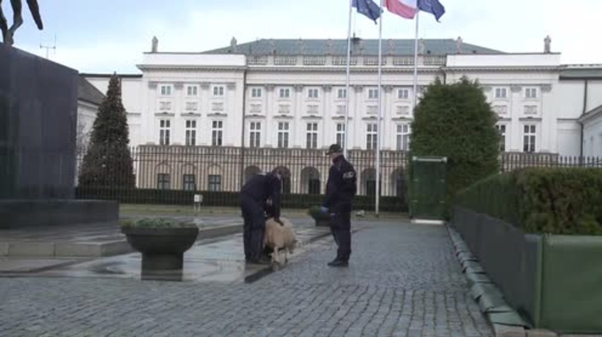 Merry Christ-baaa! Sheep escapes nativity scene, arrested at Warsaw presidential palace