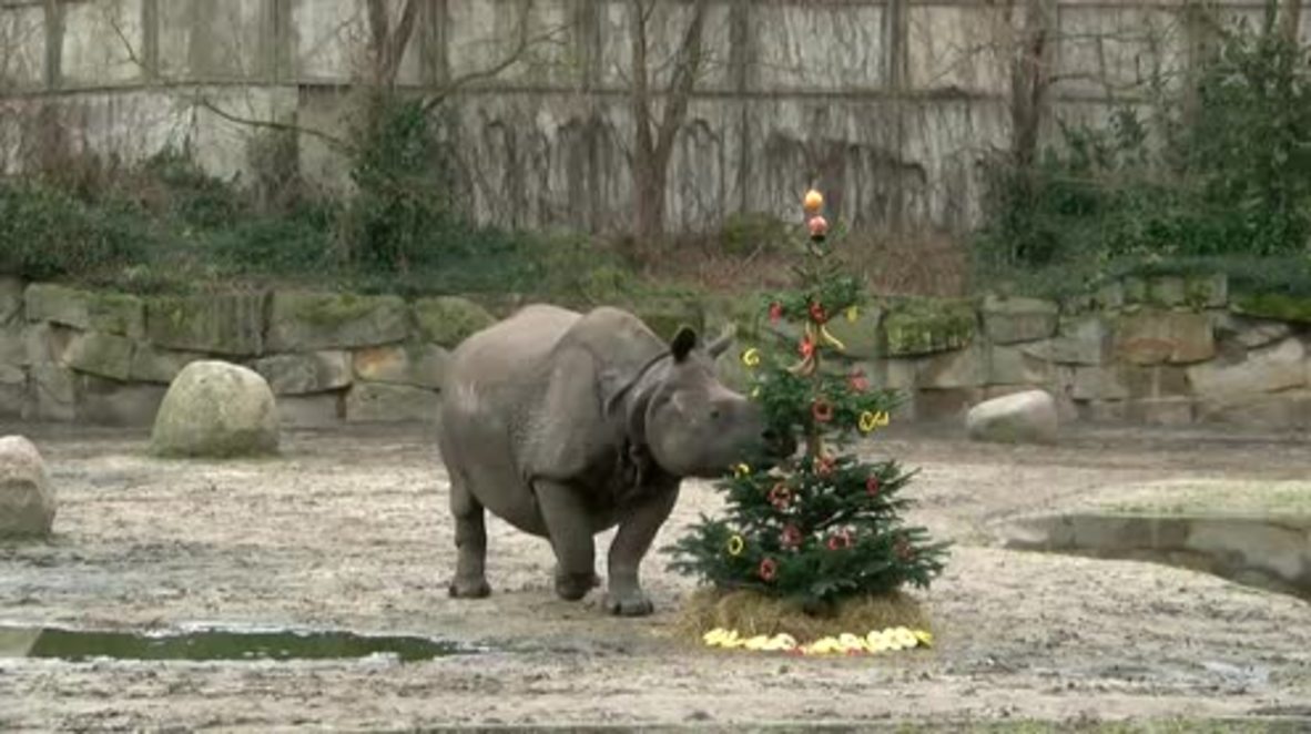 Rhi-No! Giant animal charges festive Christmas treat