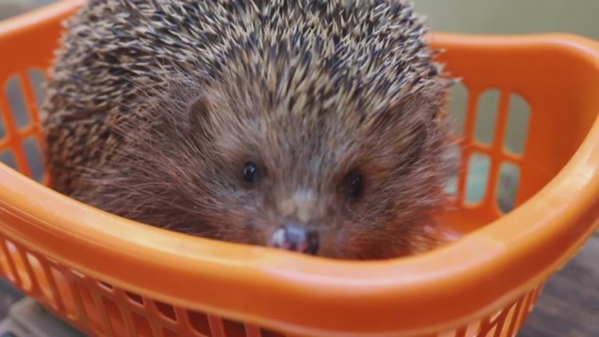 Overweight hedgehogs placed on diet and exercise regime at Tel Aviv zoo