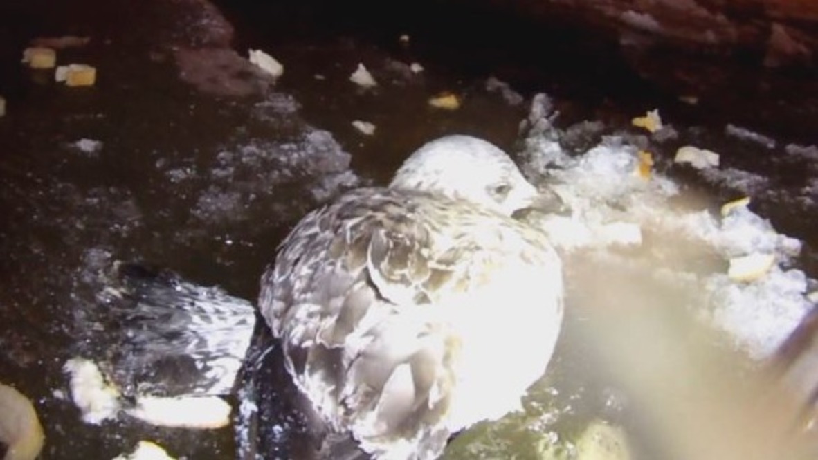 See miraculous rescue of bird from frozen river in St. Petersburg